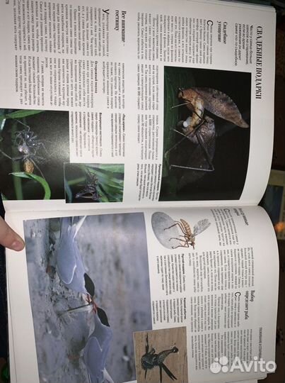 Секреты природы. Удивительный мир животных и расте