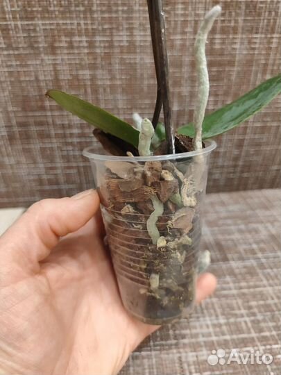 Орхидея фаленопсис