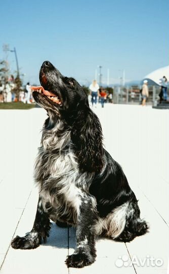 Русский спаниель вязка
