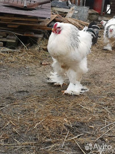 Инкубационное яйцо