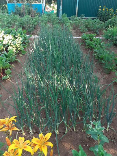 Дача 40 м² на участке 4 сот.