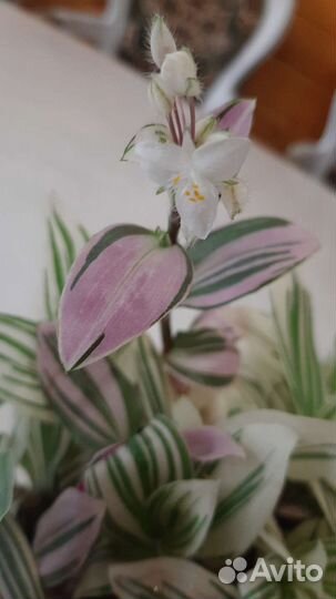 Традесканция белая, розовая, зебрина, сеткреазия