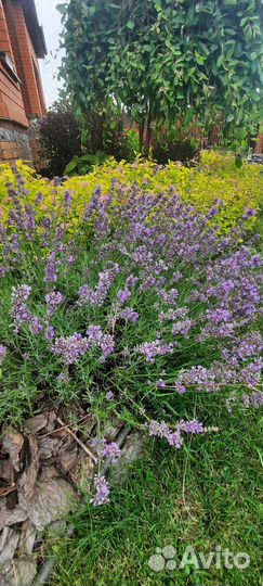 Лаванда саженцы 0,5л