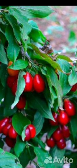 Кизил саженцы