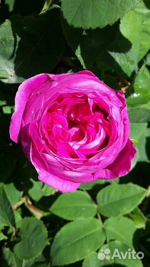 Варенье из лепестков чайной розы и другиеОтправляю