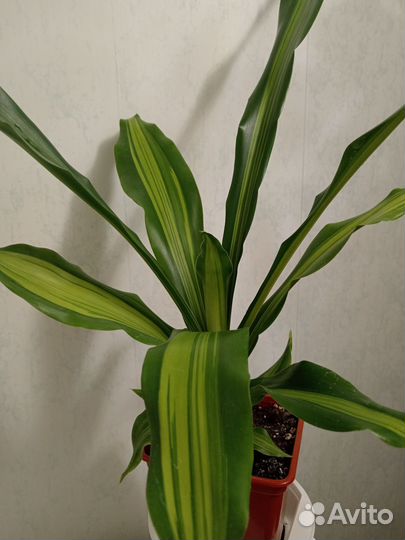 Драцена Берли