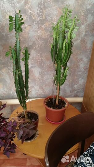 Кактус малочай