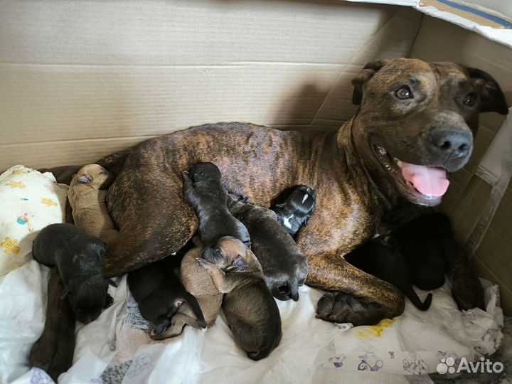 Питбуль щенки