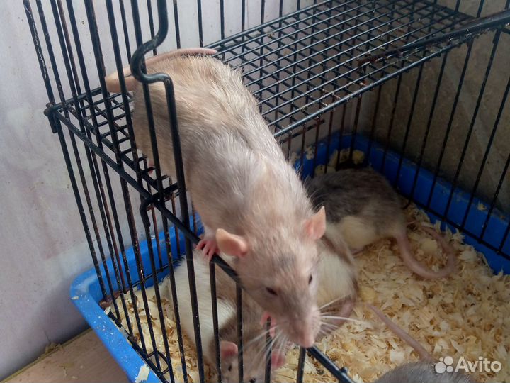 Декоративная крыса
