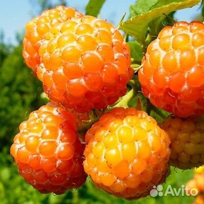 Саженцы малины