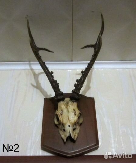 Рога косули с черепом