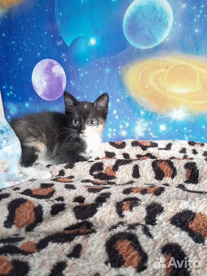 Котенок