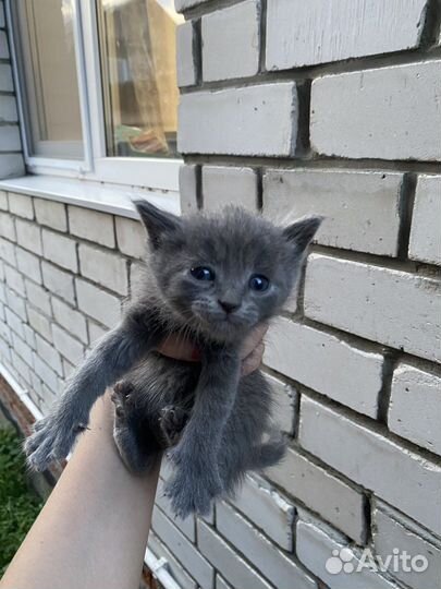 Метисы шотландской