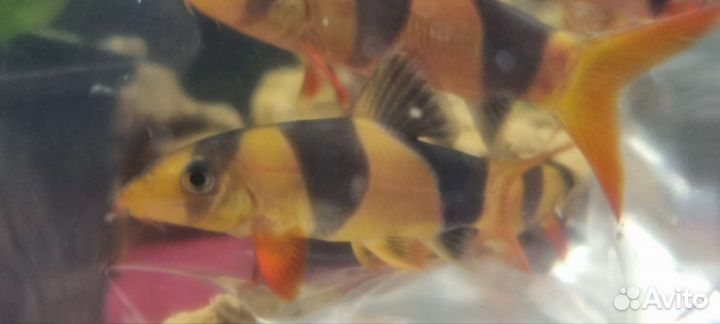 Рыбки боция клоун 7см