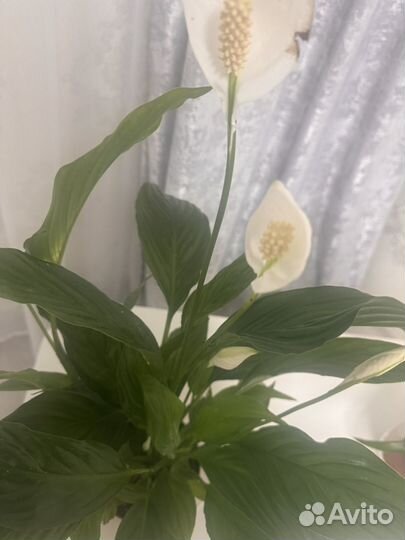 Спатифиллум