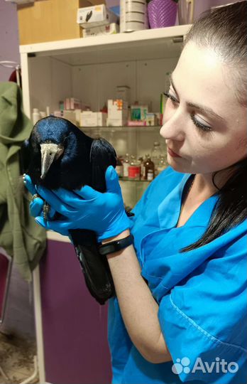 Ветеринарный врач