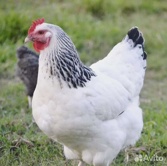 Куры несушки с петухом