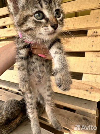 Котенок от кошки мышеловки в заботливые руки