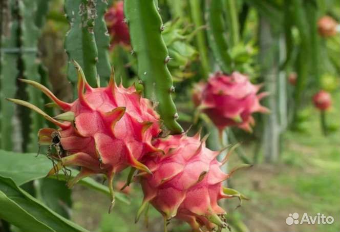 Питахайя, драконий фрукт трёхлетка