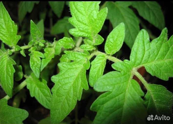 Продается рассада