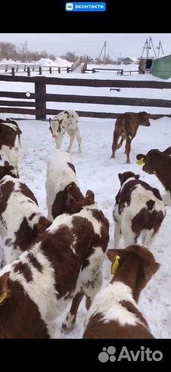 Телята Симменталы, Ангус лимузины