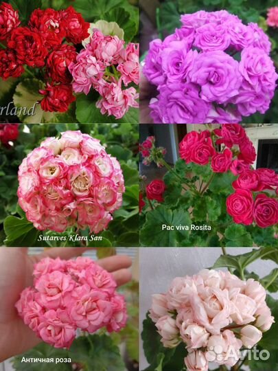 Пеларгония розебудная сортовая