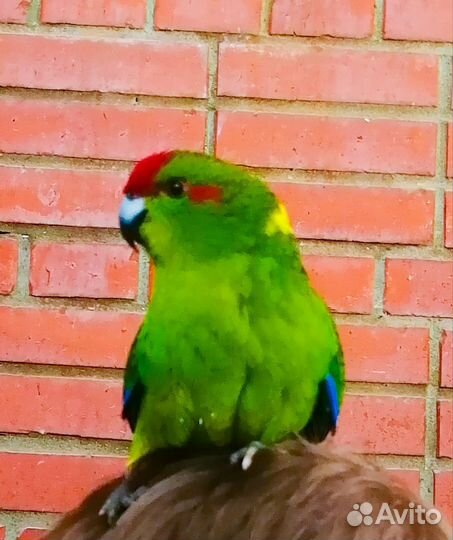 Попугай сенегальский, солнечный аратинго