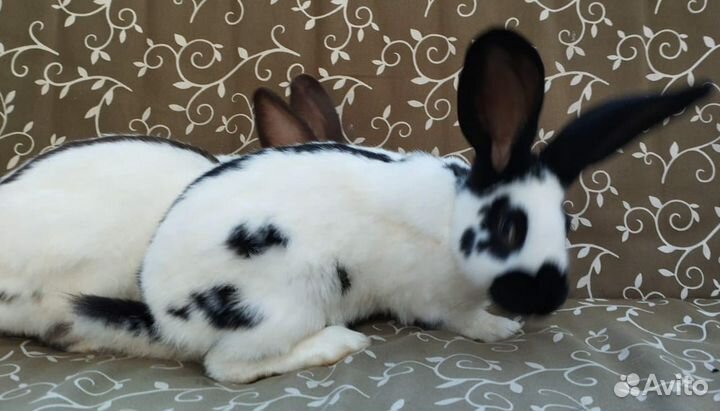 Нпв строкач