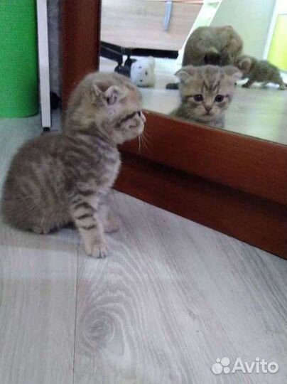 Шотландские котята