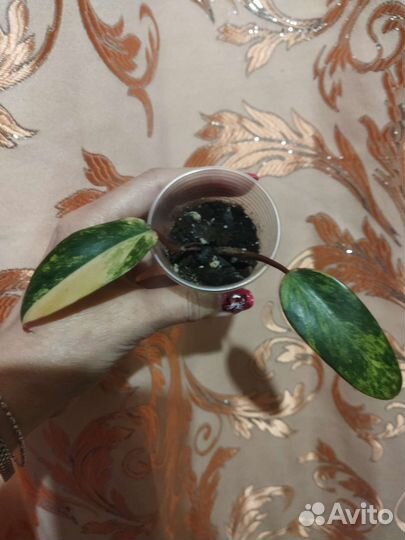 Филодендроны