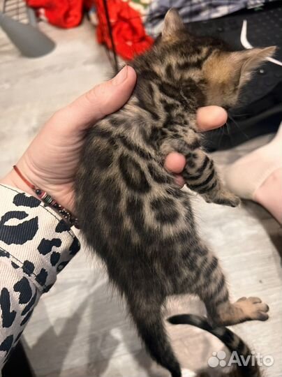 Бенгальские котята