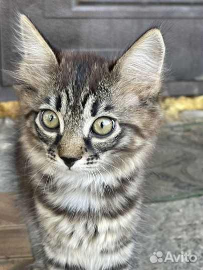 Отдам в добрые и ответственные руки котенка