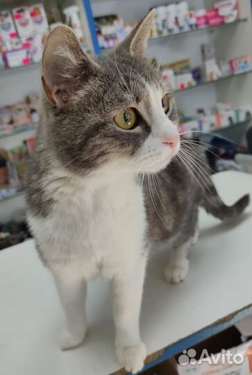 Кошка в дар