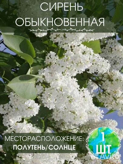 Сирень обыкновенная белая саженцы 1 шт