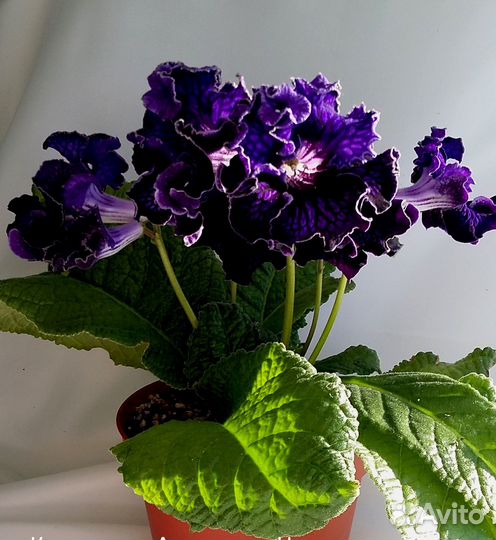 Фиалки, стрептокарпусы сортовые