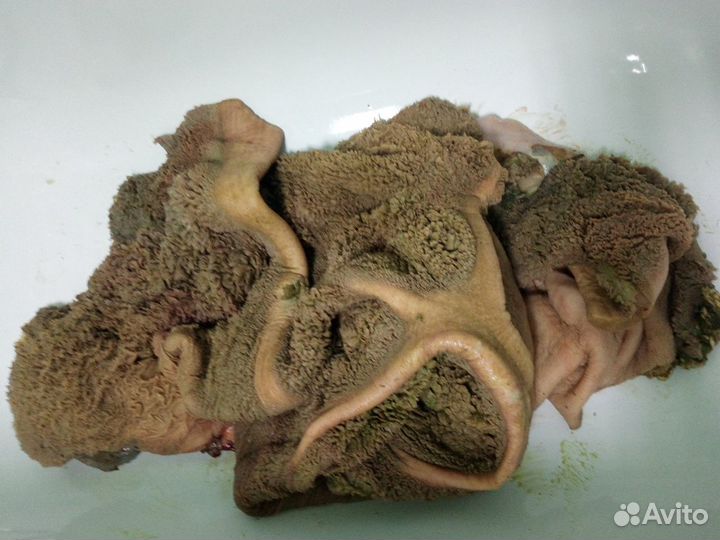 Рубец говяжий