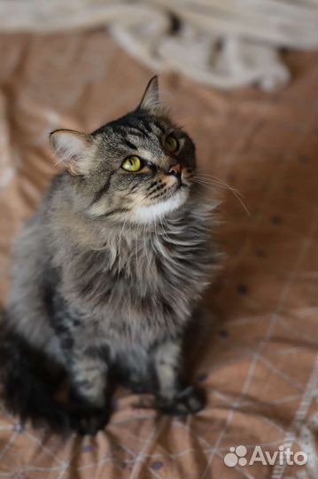 Котик в добрые руки