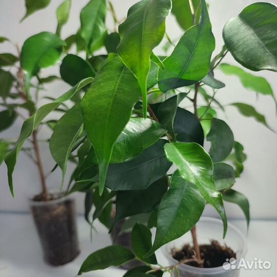 Фикус бенджамина экзотика