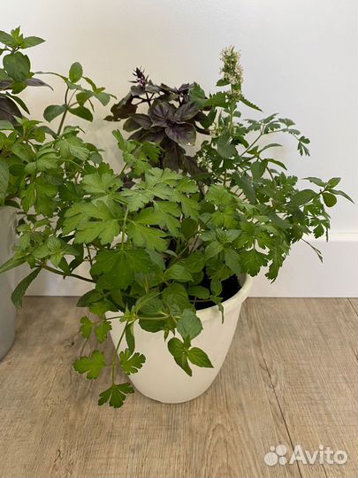 Огород на окне (Прованские травы)