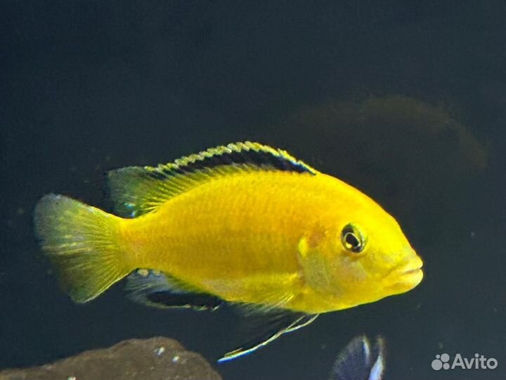Малавийские цихлиды(Мбуна) своего разведения