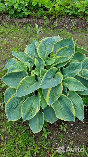 Хоста весь куст