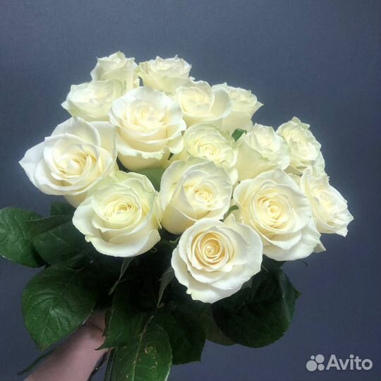 Доставка 46-10-00. 15 белых роз Mondial в ленту