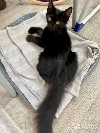 Котенок в добрые руки