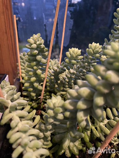 Седум Буррито