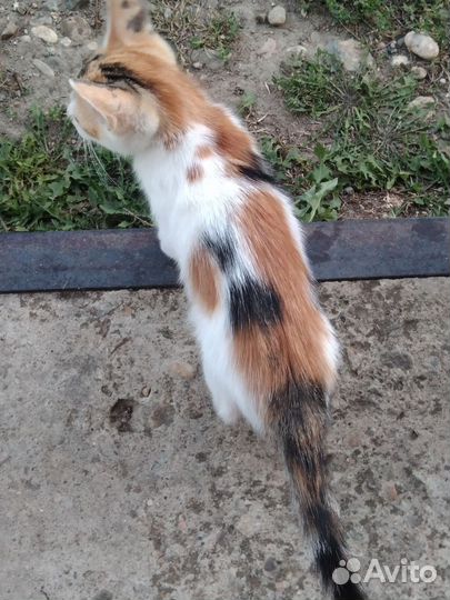 Котёнок девочка