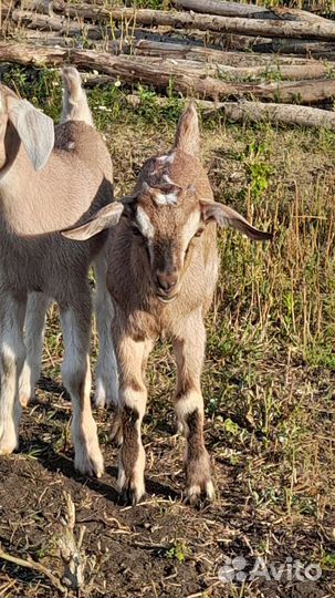Альпийский козлик