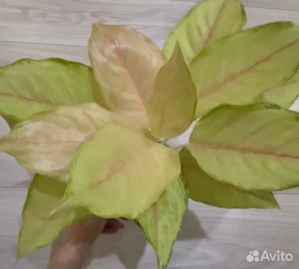 Аглаонемы Тайланд в ассортименте