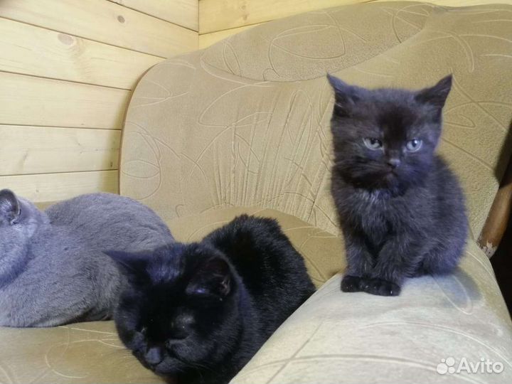 Котята шотландские крысоловы 2 месяца