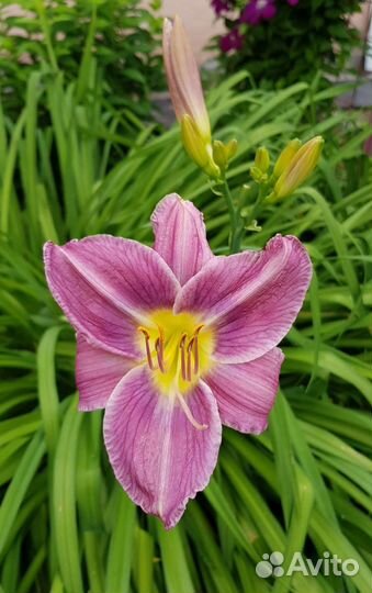 Лиленик розово-сереневый