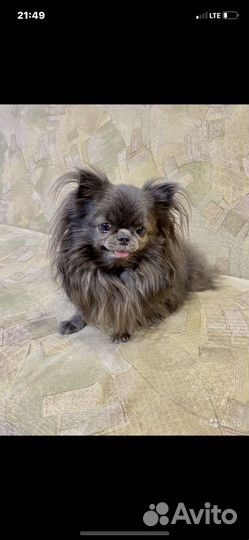 Вязка три кобелька